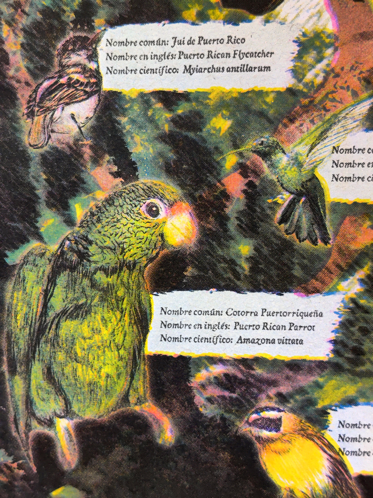 Textured illustrations of birds, including a hummingbird and a parrot with descriptions against an abstracted background. 