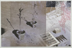 Superimposed photographs of potted plants, benches with materials for henna on them printed in purple and gold with red dotted line designs on top.